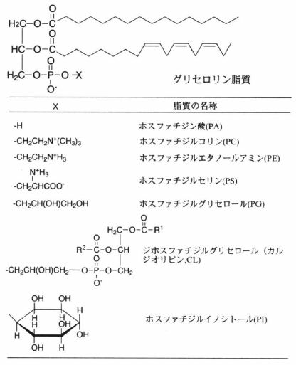 phospholipid.png