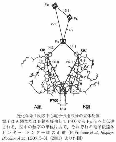 PSI reaction center.png