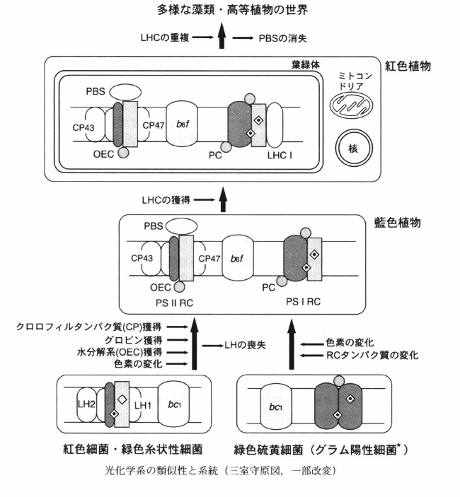 similarity of photosystems.png