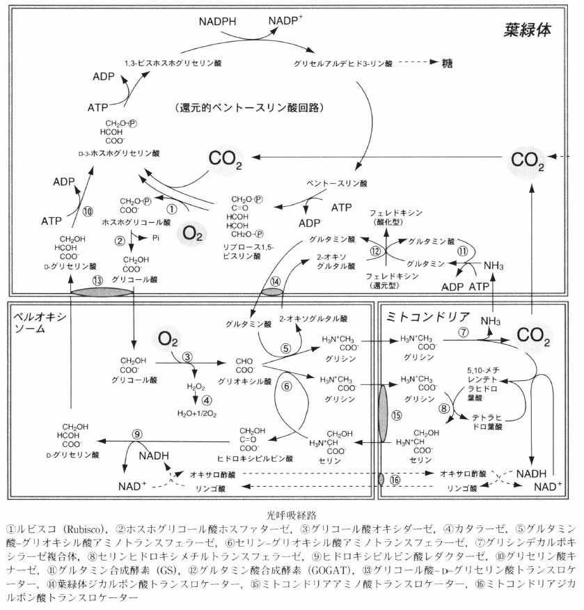 photorespiration.png