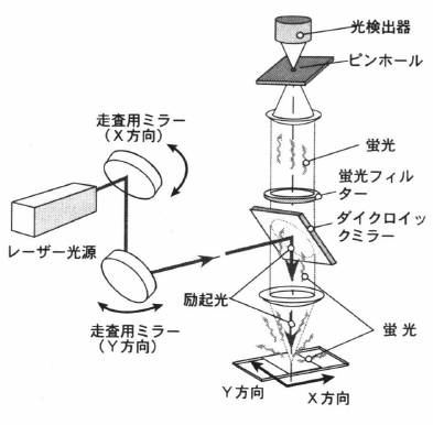 confocal microscope.png