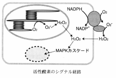 active oxygens signal.png