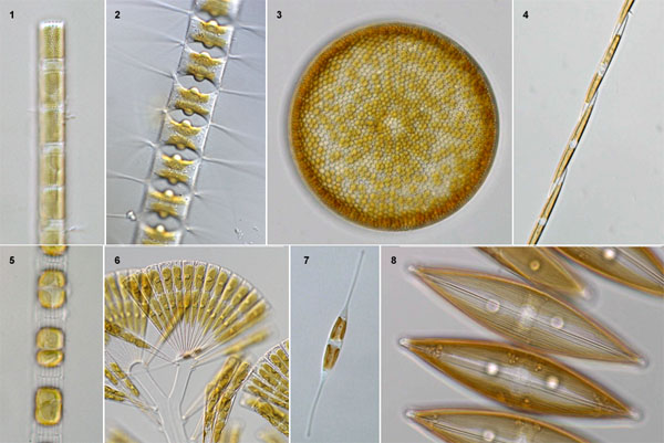 diatoms.jpg