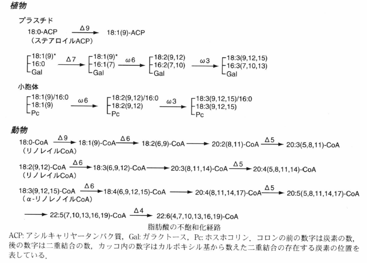 fatty acid desaturation.png