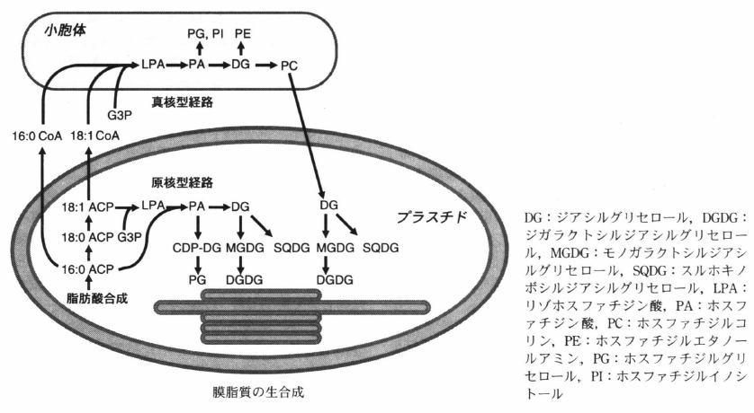 biosynthesis of membrane lipid.png