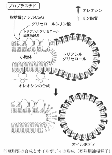 貯蔵脂質の生合成 光合成事典