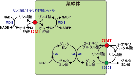 2 オキソグルタル酸 リンゴ酸トランスロケーター 光合成事典