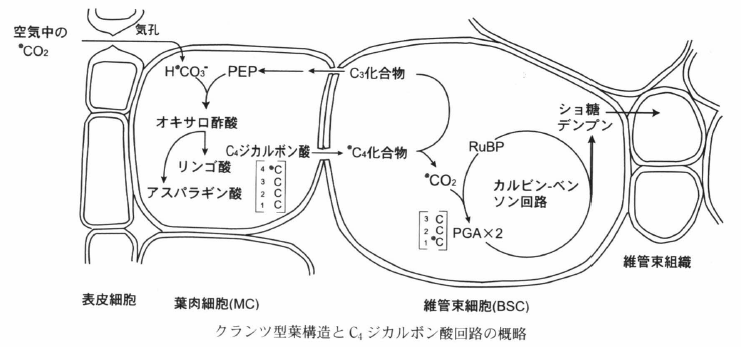 C4 dicarboxylic acid cycle.png