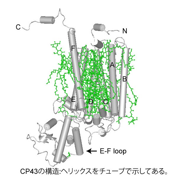 CP43.jpg