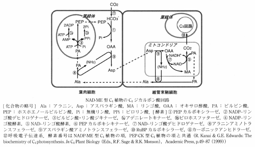 NAD-ME type C4 plant.png