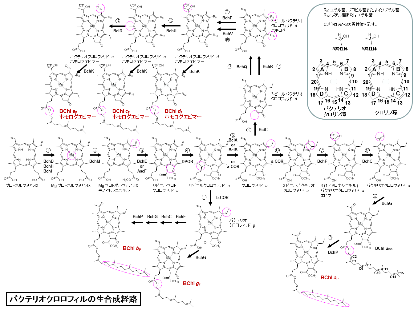 BChls biosynthesis.png