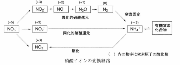 nitrogen cycle.png