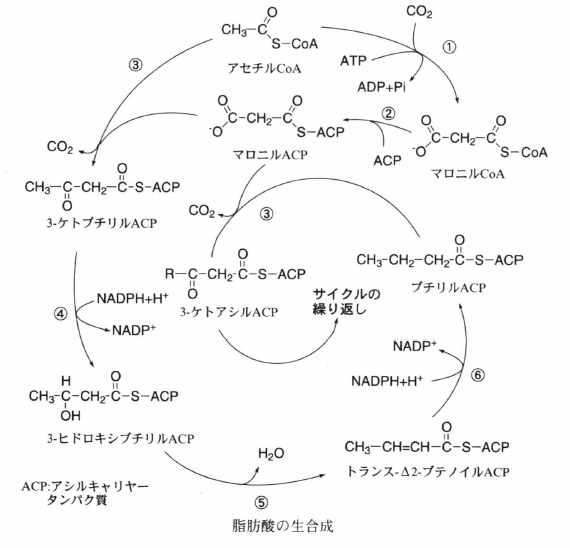 biosynthesis of fatty acid.png
