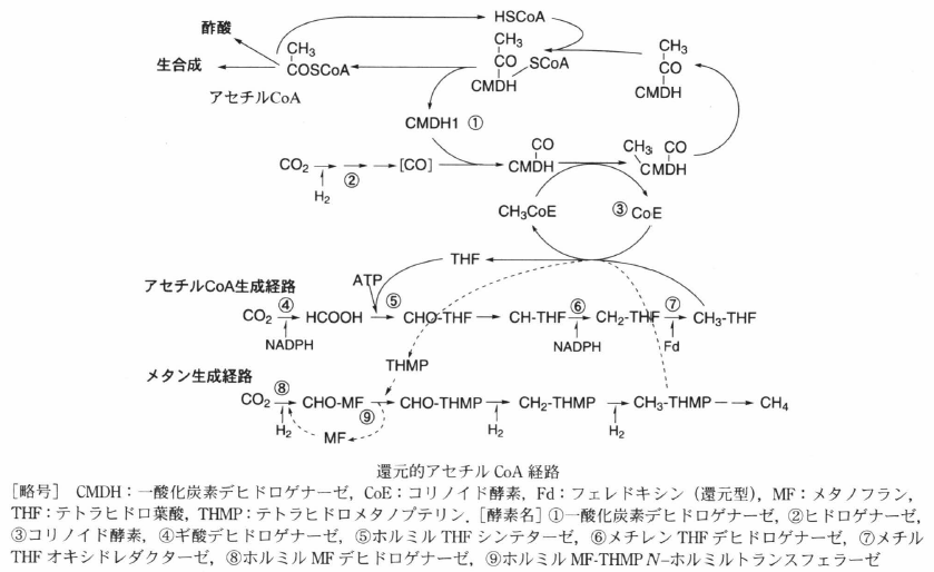 carbon dioxide fixation.png